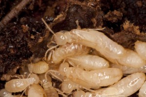 White Termites Before Restoration
