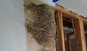 Water Damage Restoration On Mold Infested Drywall